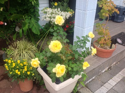 3等賞をいただいたバラです 3等賞をいただいたバラです