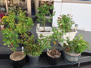 玄関のバラたち