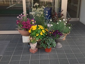 玄関の鉢植えたち 玄関の鉢植えたち